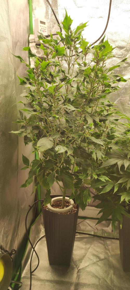 Ducksfoot. Week 8