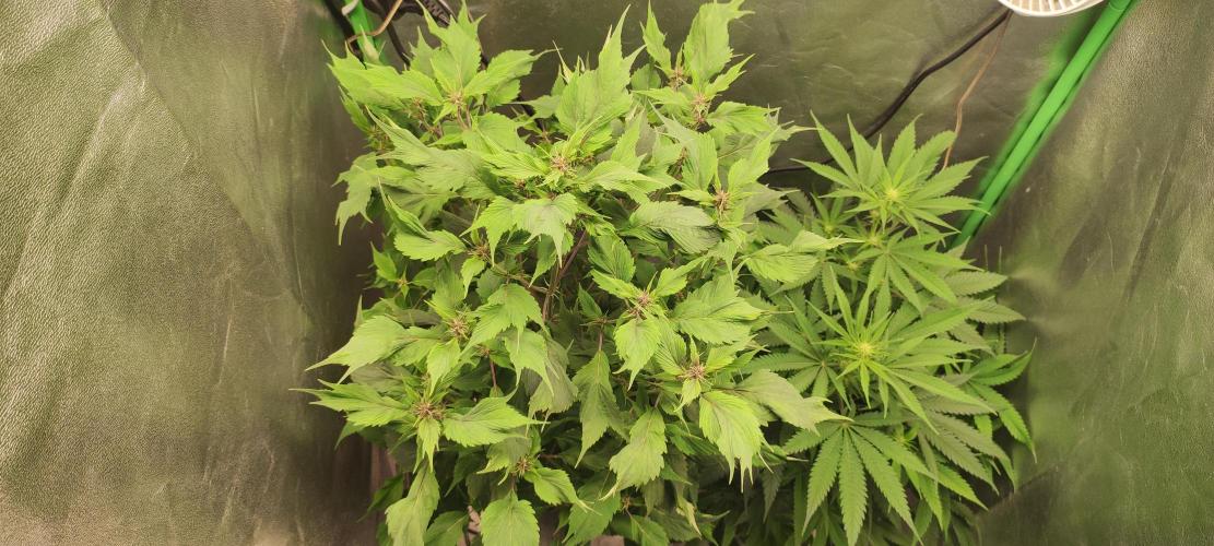 Ducksfoot. Week 8