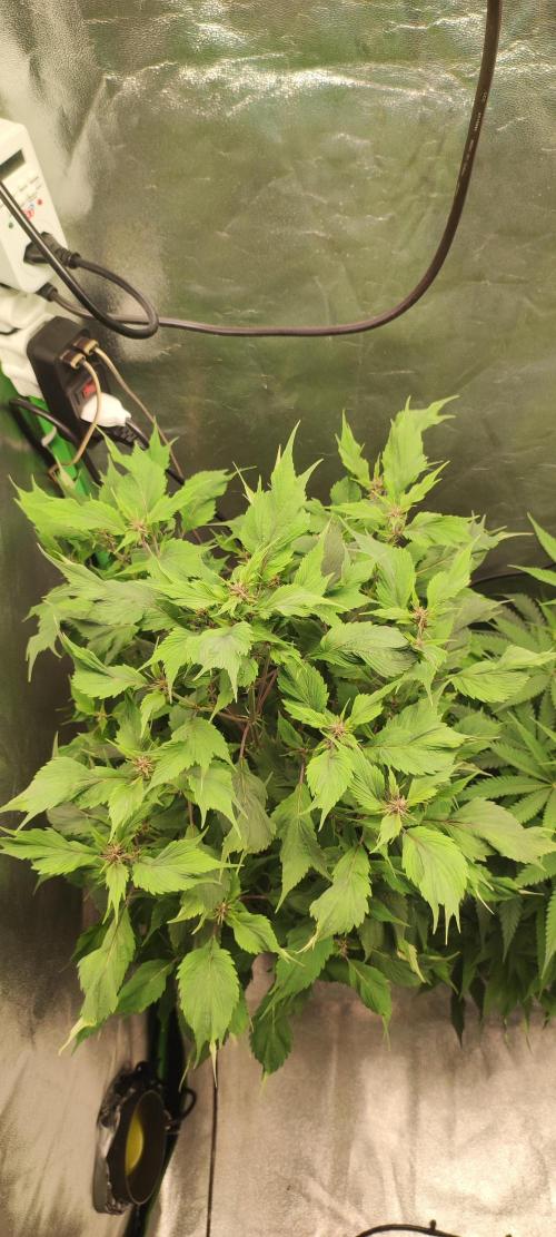 Ducksfoot. Week 8