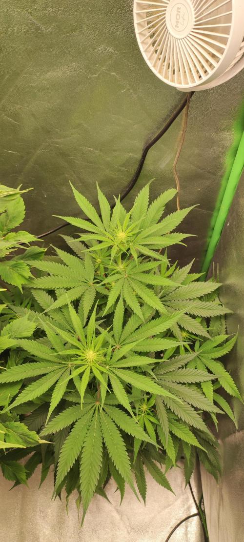 Oh my God!. Week 8
