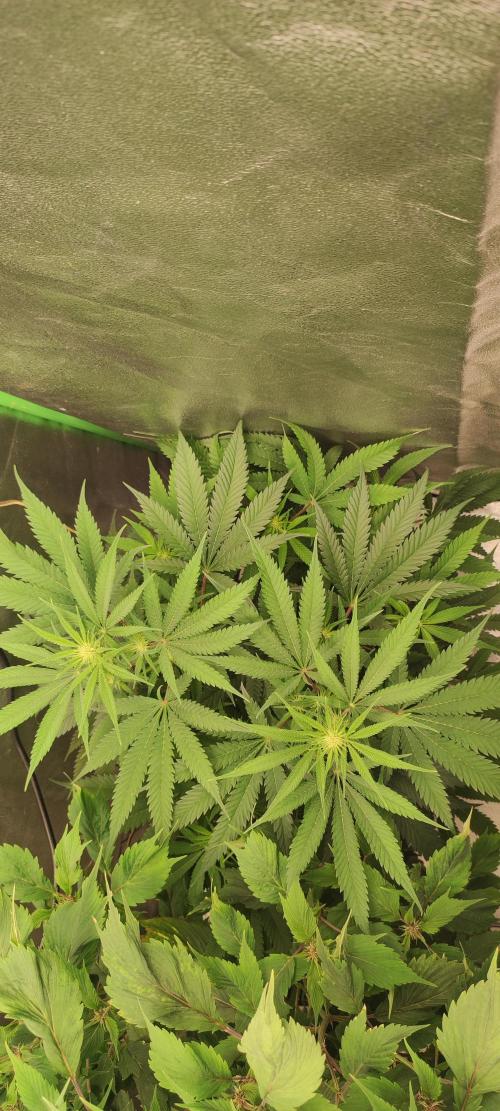 Oh my God!. Week 8