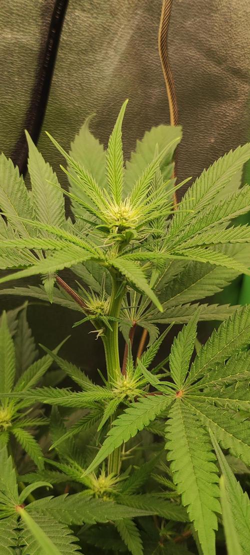 Oh my God!. Week 8