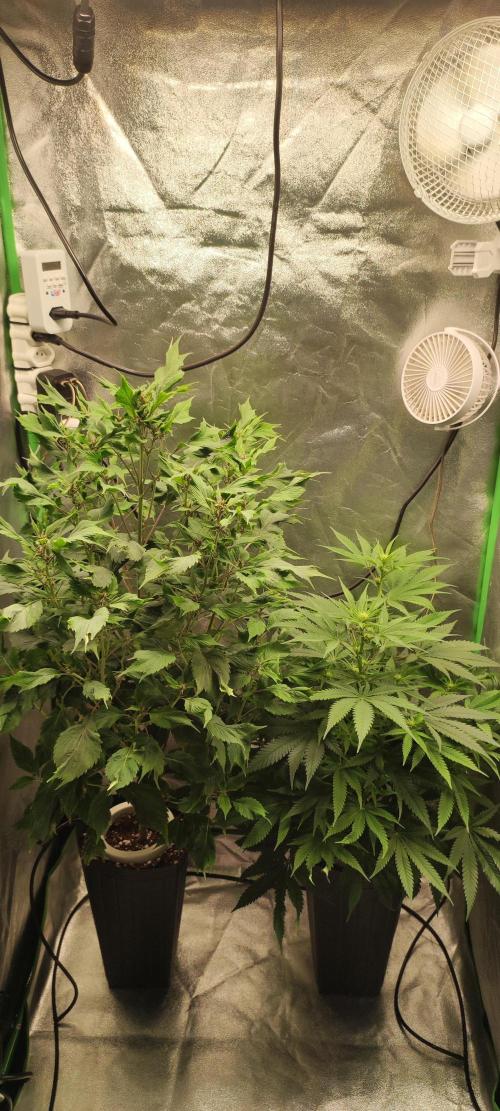 Oh my God!. Week 8