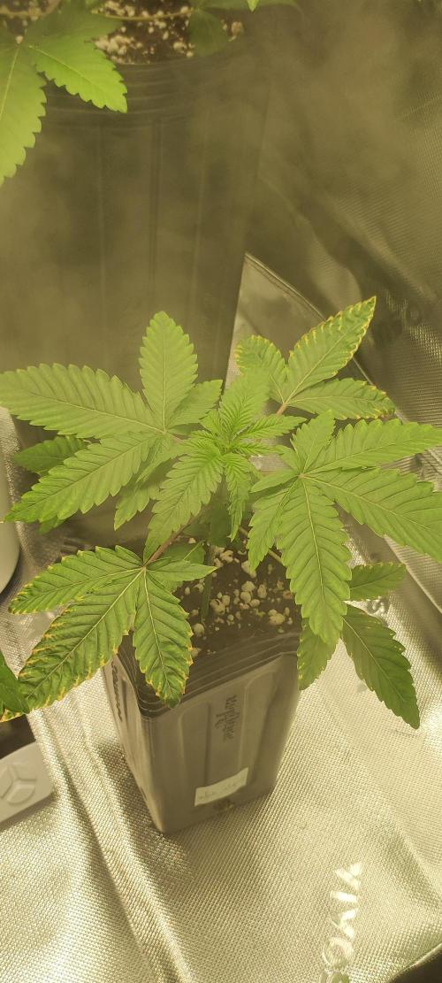 White Widow. Week 2