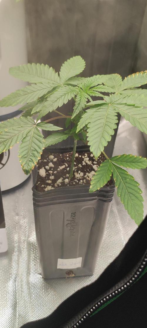 White Widow. Week 2
