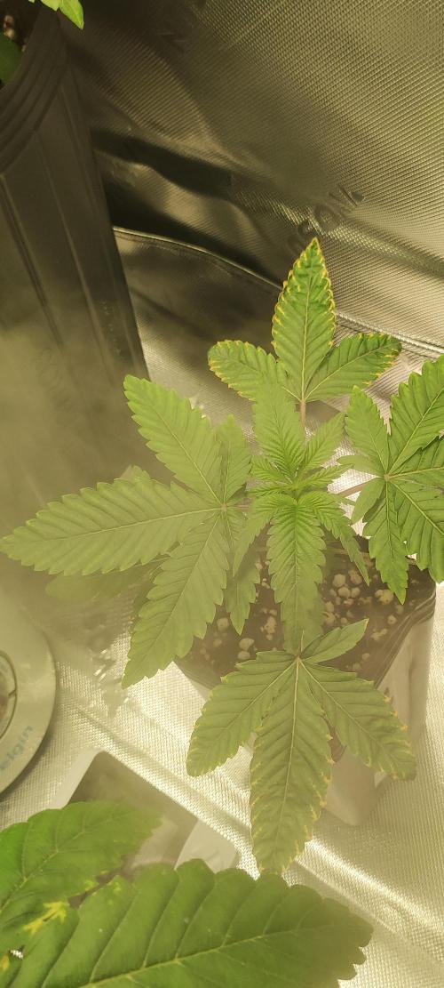 White Widow. Week 2