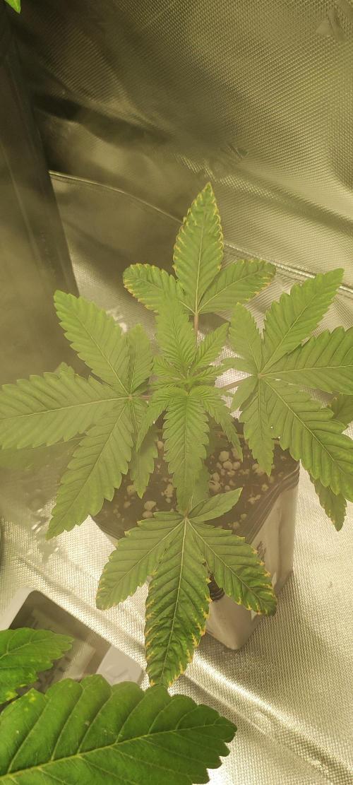 White Widow. Week 2