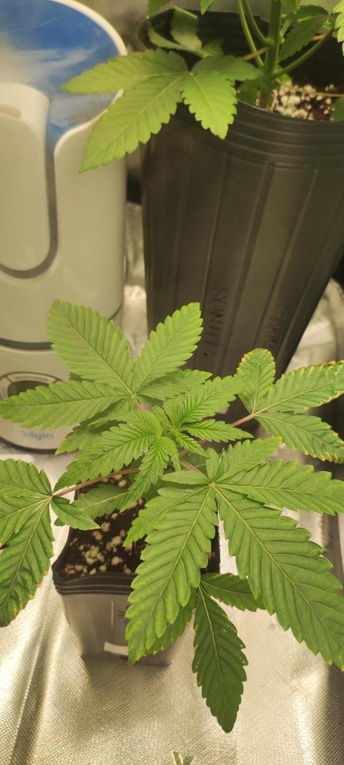 White Widow. Week 2