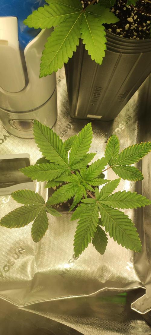 White Widow. Week 2
