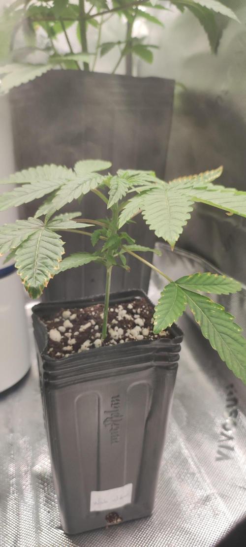 White Widow. Week 2