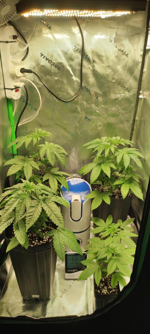 White Widow. Week 2