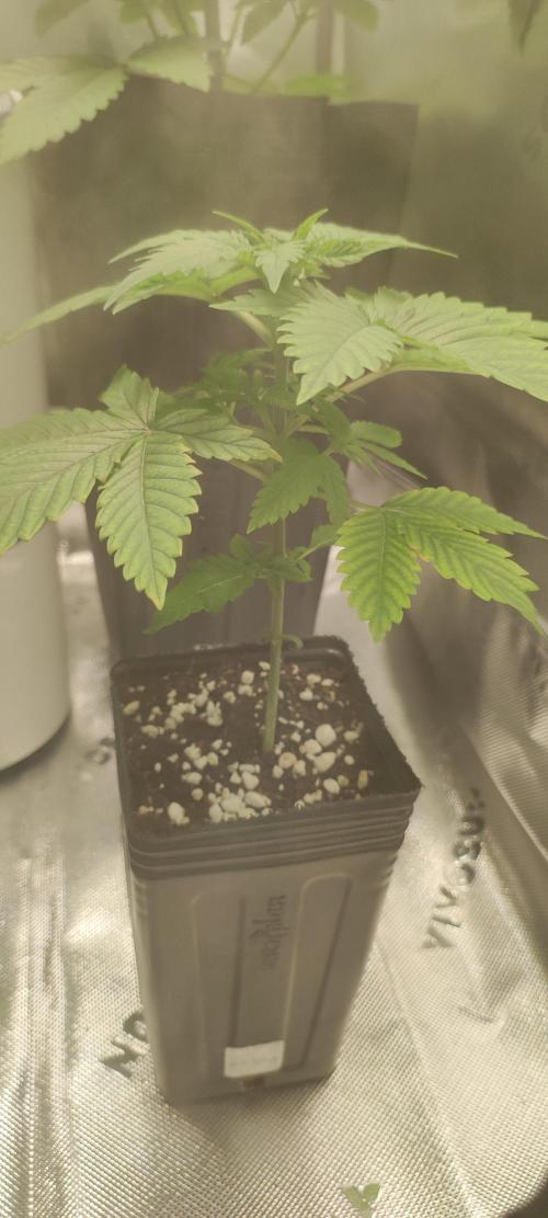 Zkittlez. Week 2