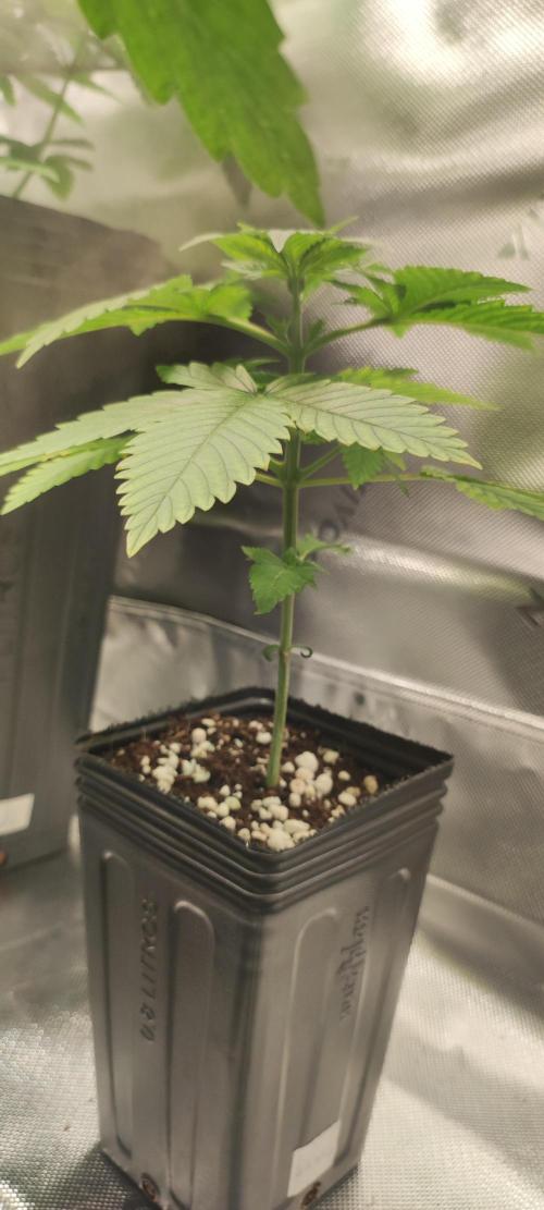 Zkittlez. Week 2