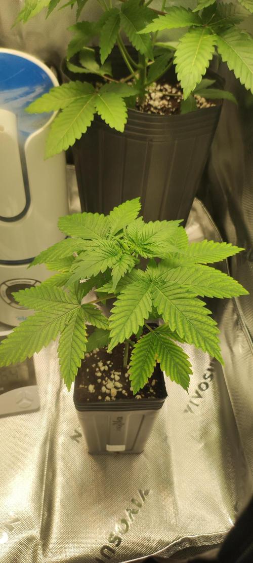 Zkittlez. Week 2