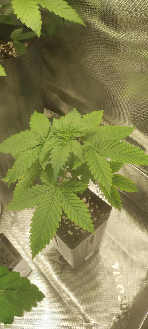 Zkittlez. Week 2