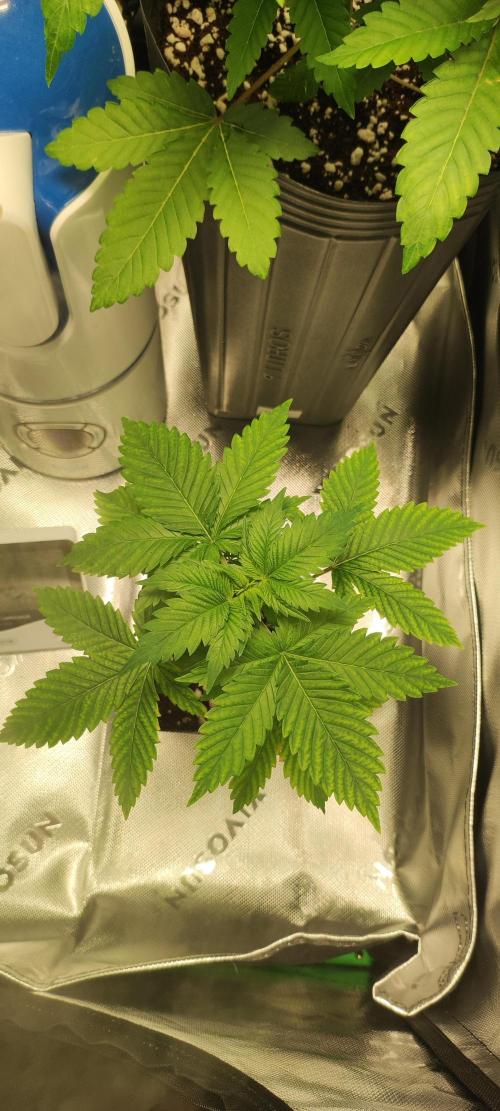 Zkittlez. Week 2