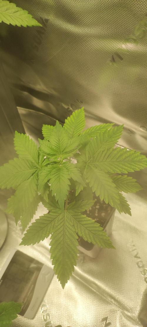 Zkittlez. Week 2