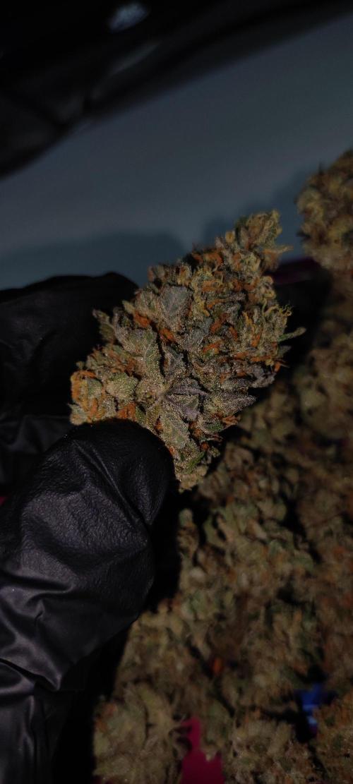 Godness Flower #2. Week 16