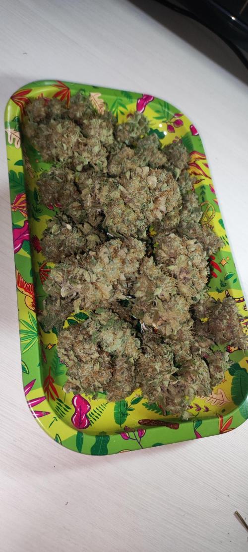 Godness Flower. Week 16