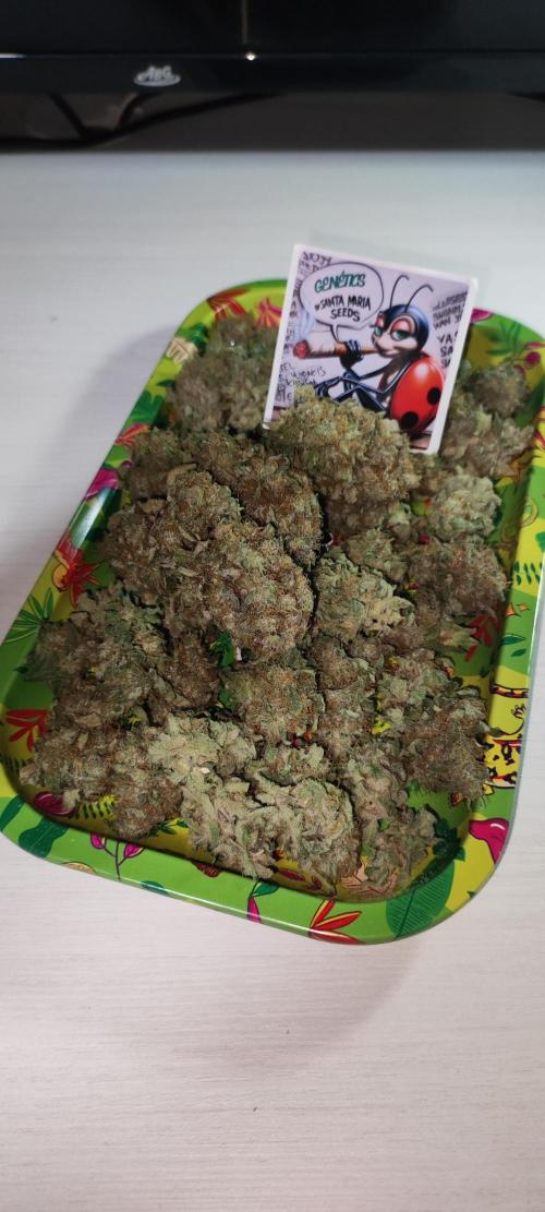 Godness Flower. Week 16