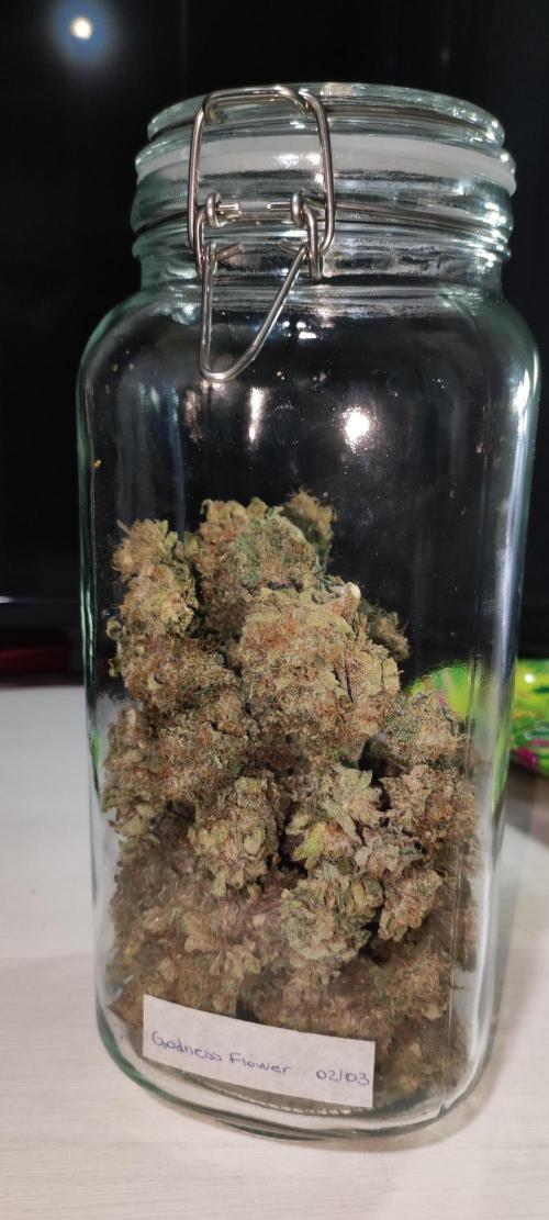 Godness Flower. Week 16