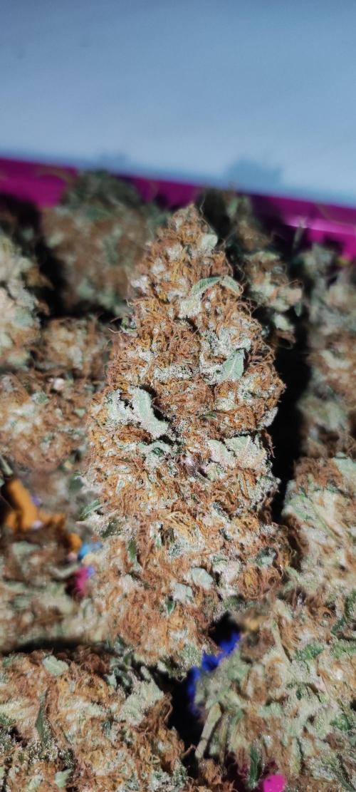 Colombian Gold. Week 16