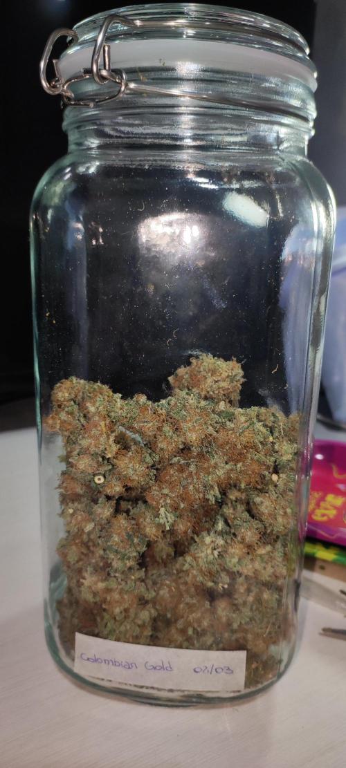 Colombian Gold. Week 16
