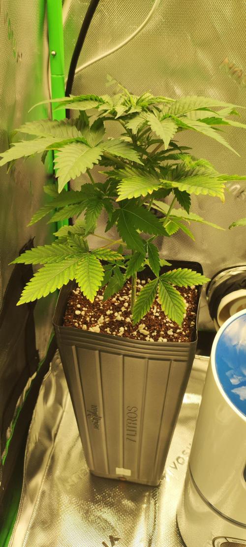 Zkittlez. Week 3