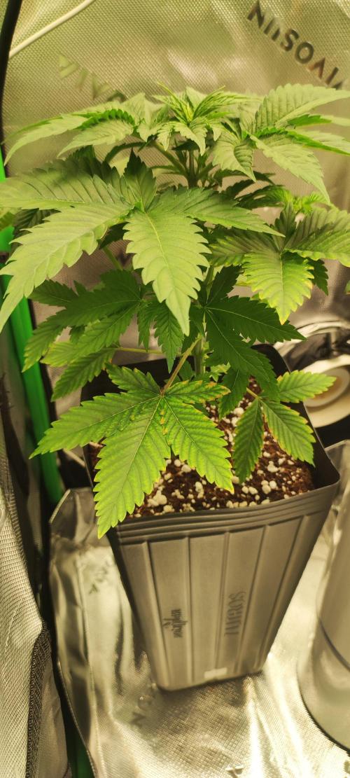 Zkittlez. Week 3