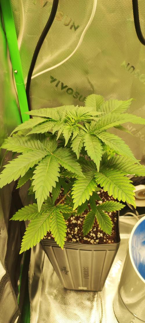 Zkittlez. Week 3