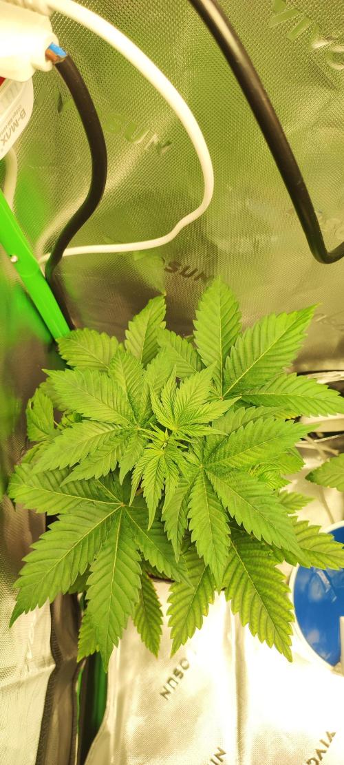 Zkittlez. Week 3