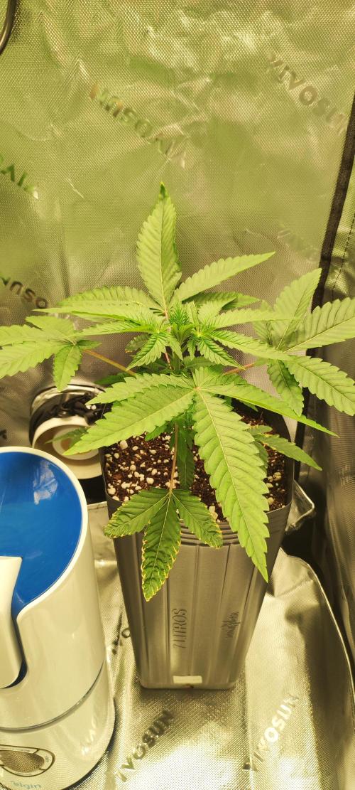 White Widow. Week 3