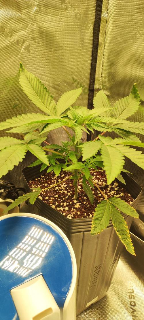 White Widow. Week 3
