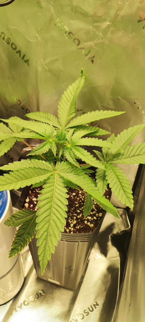 White Widow. Week 3