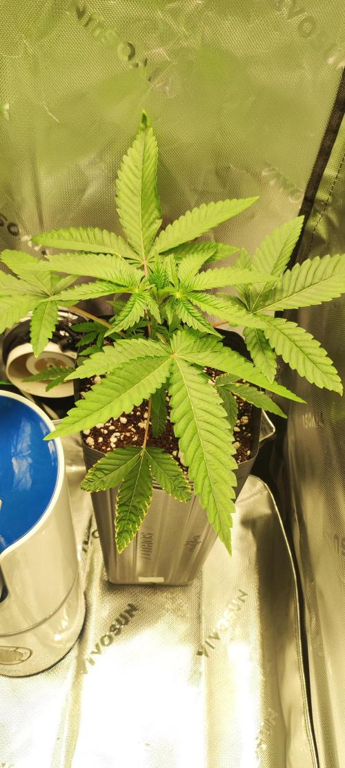 White Widow. Week 3