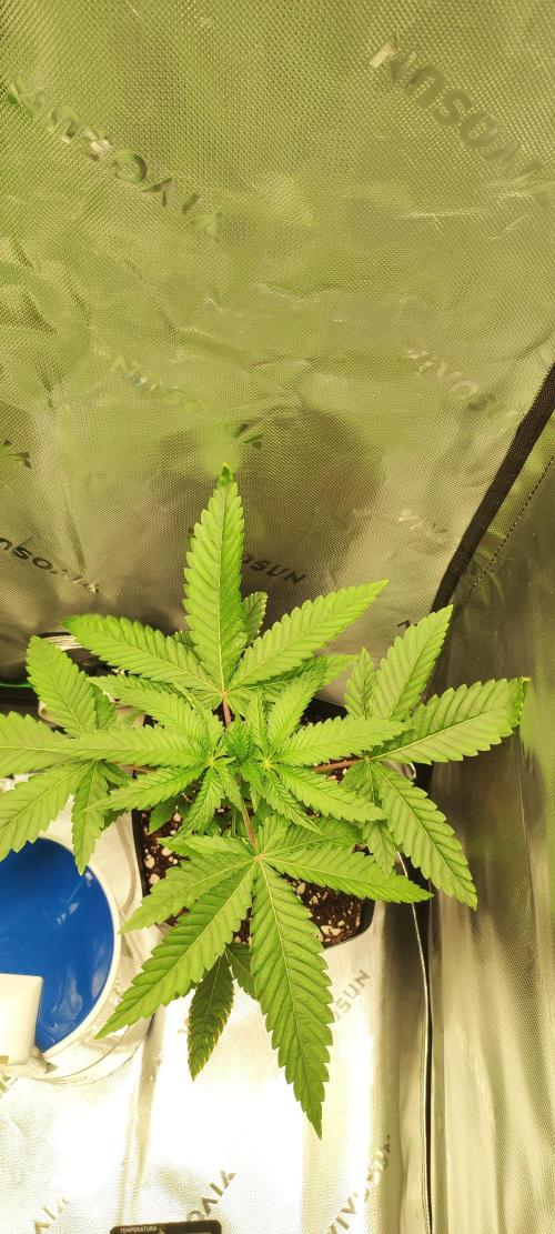 White Widow. Week 3