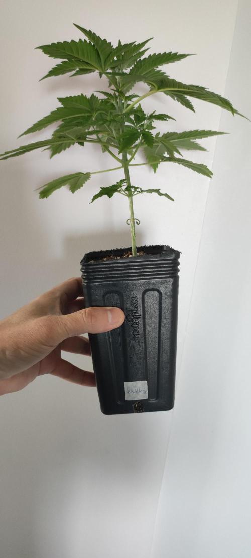 Zkittlez. Week 3