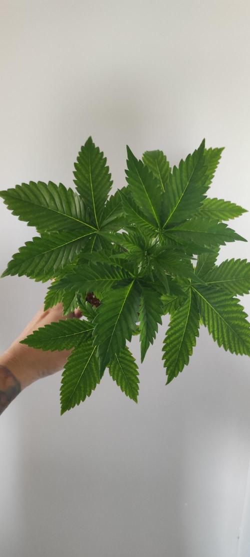 Zkittlez. Week 3
