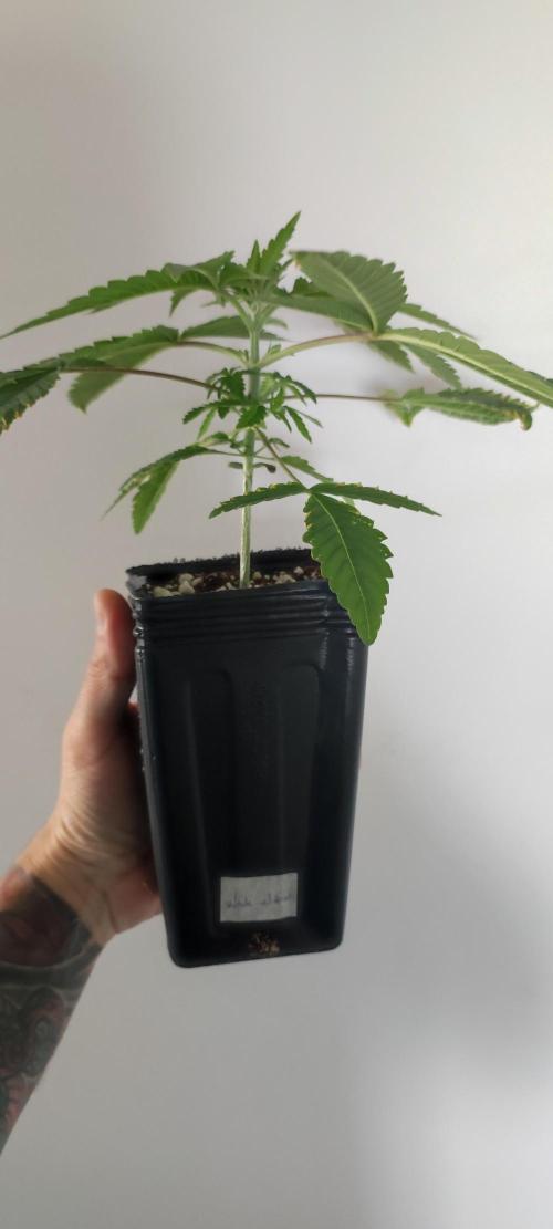 White Widow. Week 3