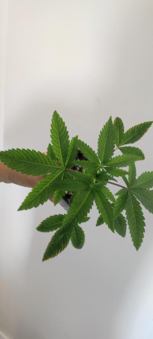 White Widow. Week 3