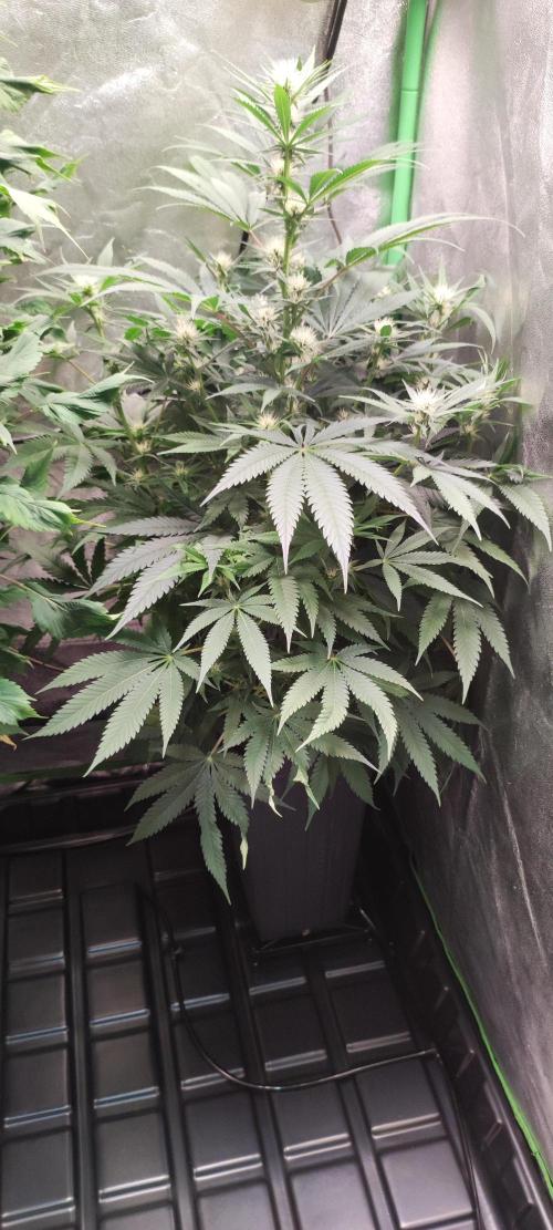 Oh my God!. Week 9