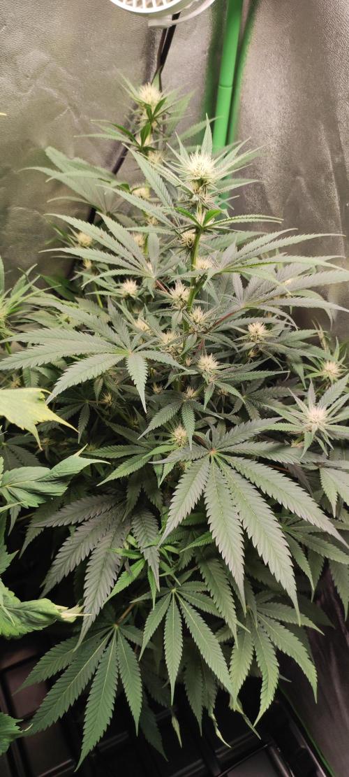 Oh my God!. Week 9