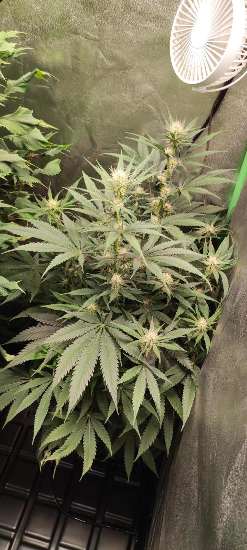 Oh my God!. Week 9