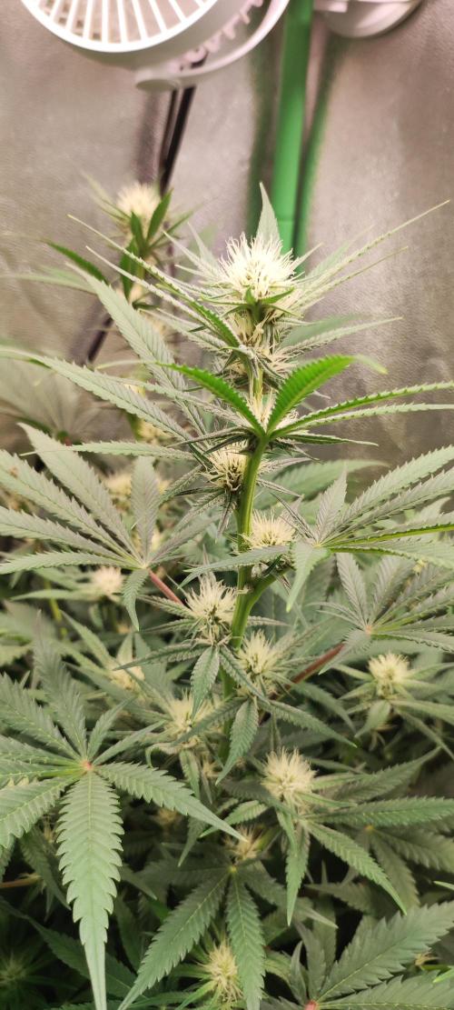 Oh my God!. Week 9