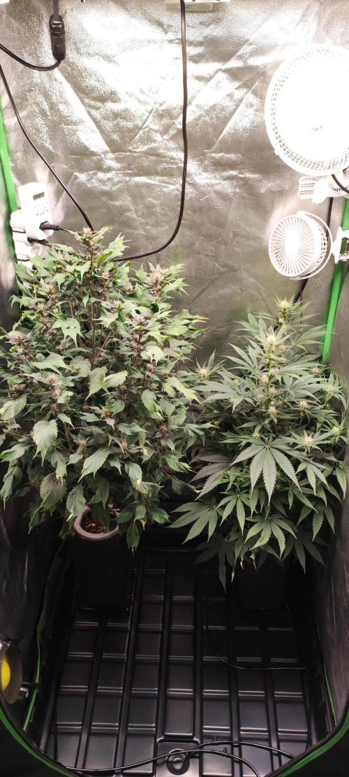 Oh my God!. Week 9