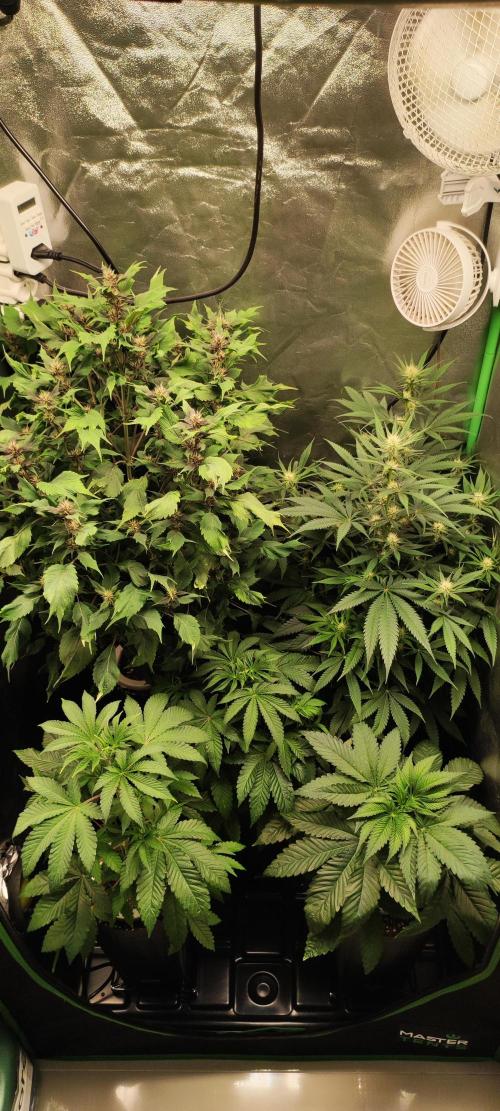Oh my God!. Week 9