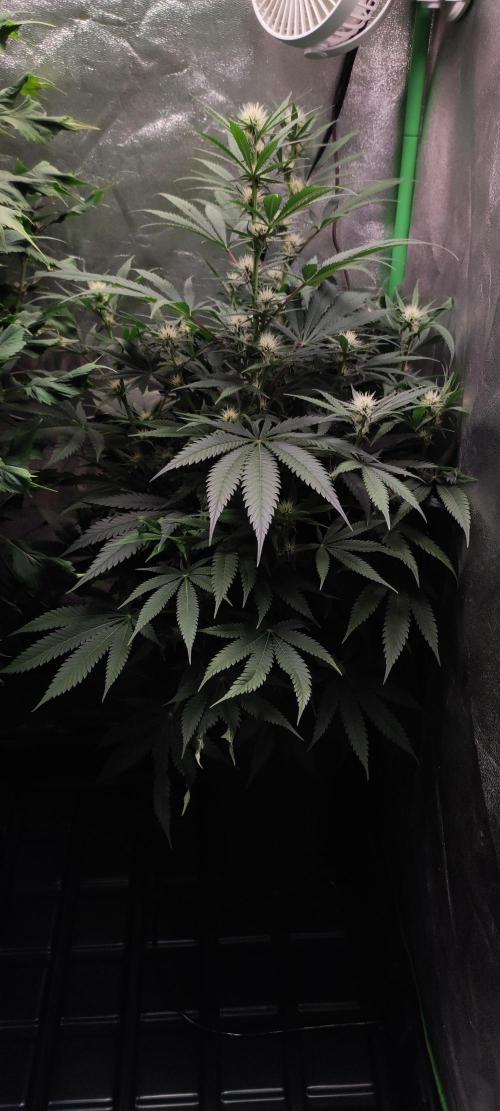Oh my God!. Week 9