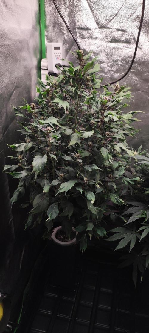 Ducksfoot. Week 9