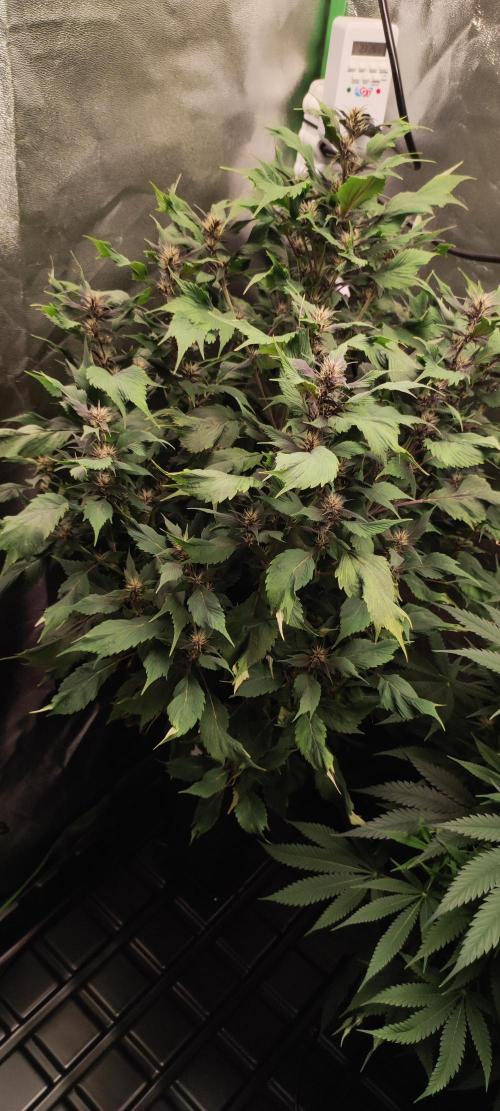 Ducksfoot. Week 9