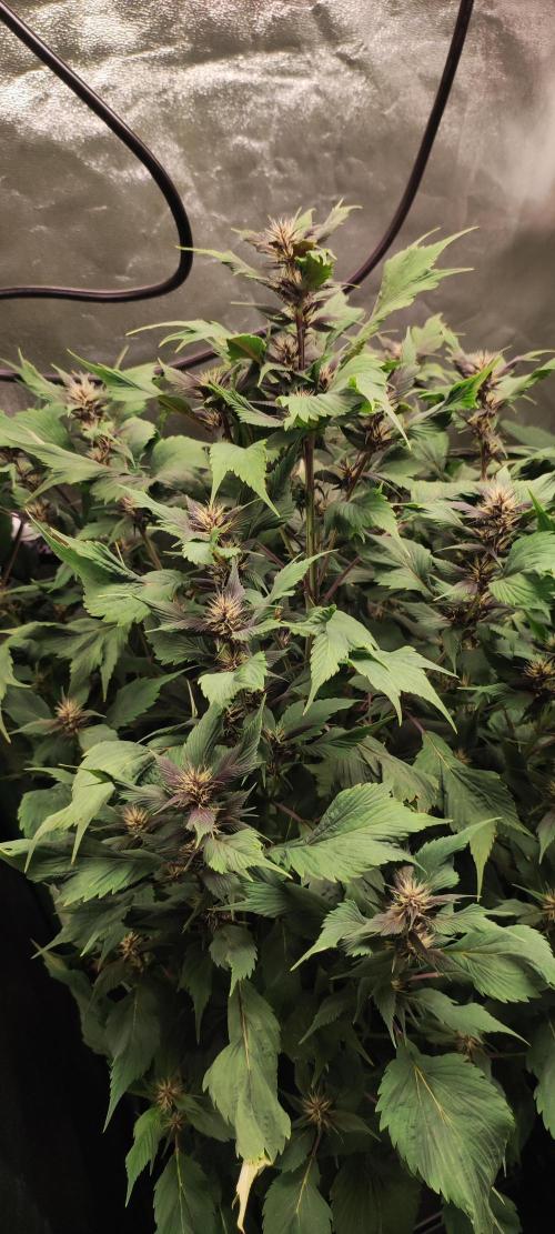 Ducksfoot. Week 9